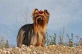 YORKSHIRE TERRIER 549